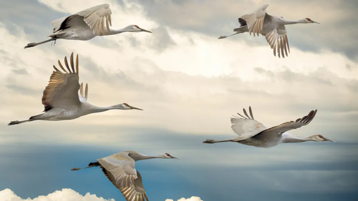 Sandhill cranes flying in formation against a cloudy sky