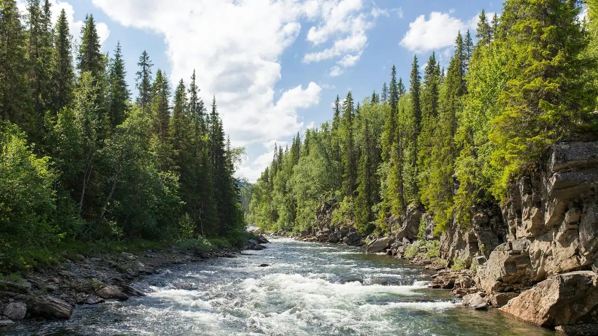 River running between forested banks