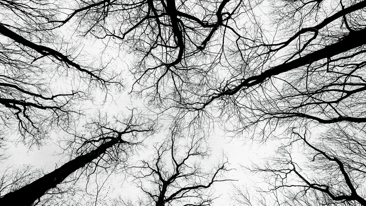 Bare tree branches seen from below against a pale sky