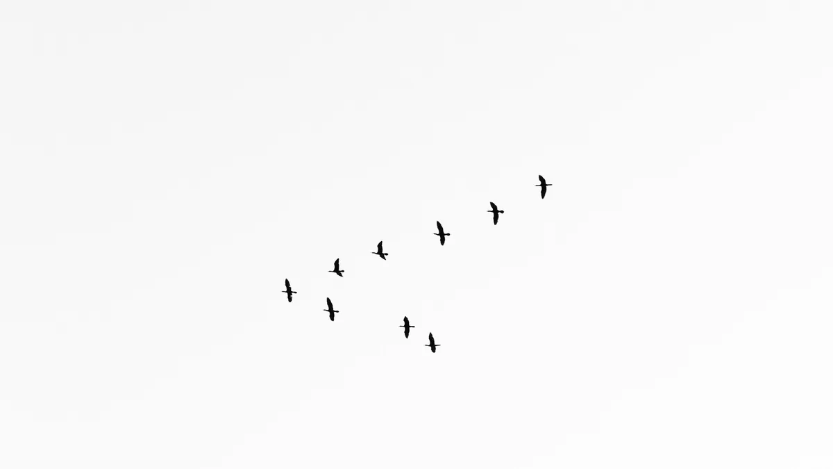 Geese flying in a V formation against a pale sky