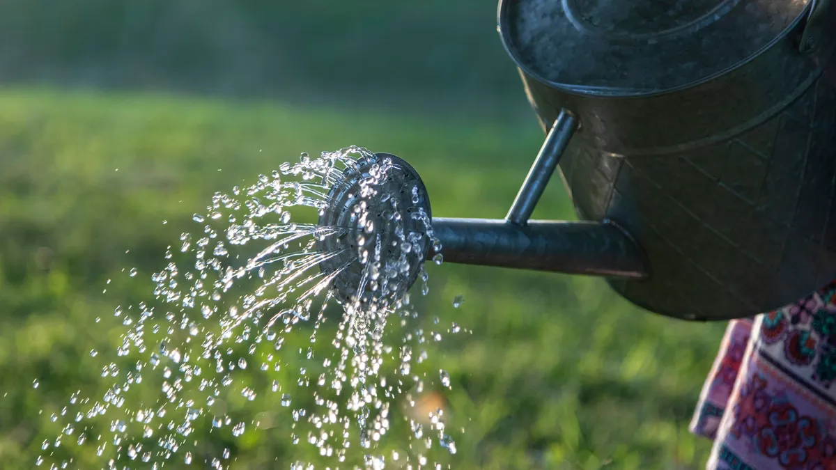 Water pouring from a metal watering can over grass