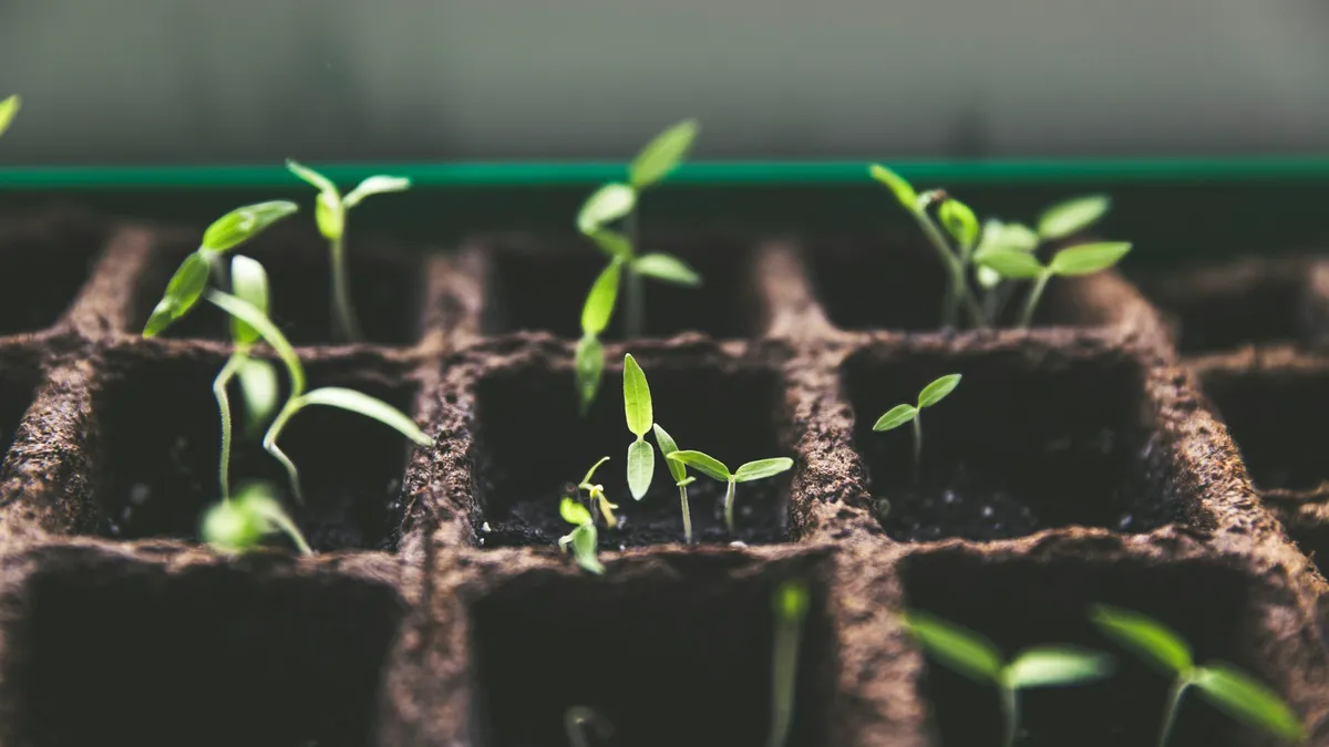 Young seedlings sprouting in a seed tray