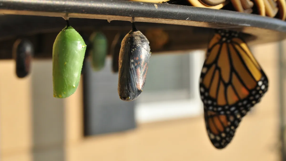 Monarch chrysalises hanging beside a newly emerged butterfly