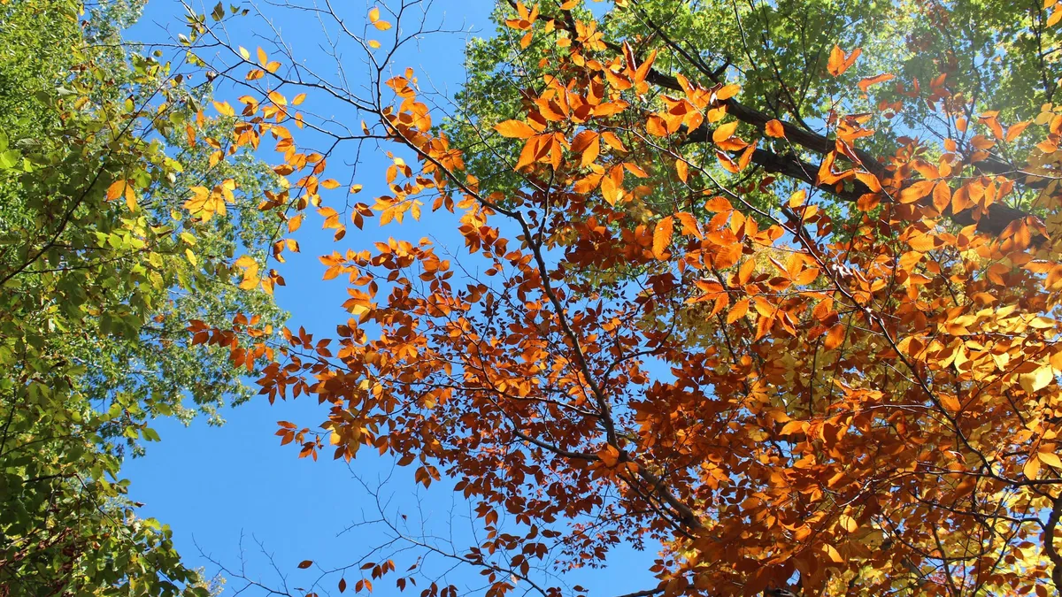 Leaves turning from green to orange against a blue sky