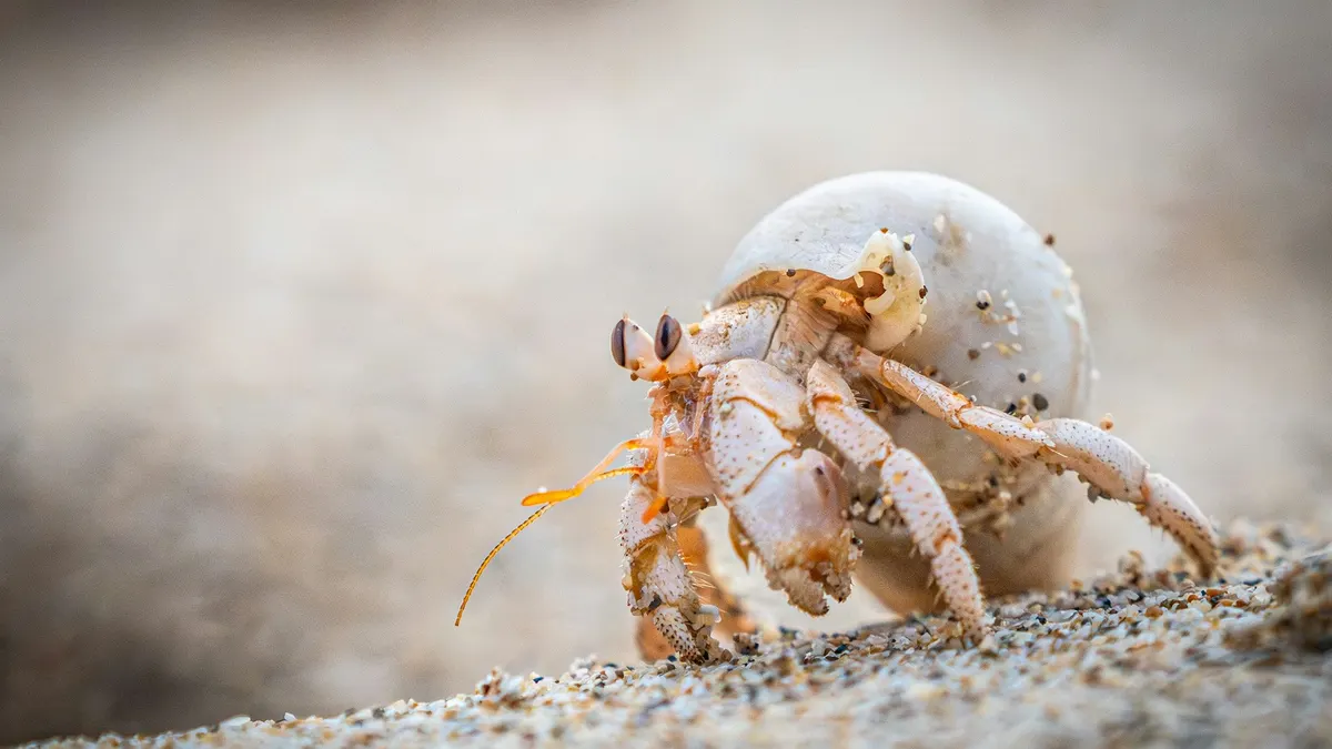 Hermit crab carrying its shell across the sand
