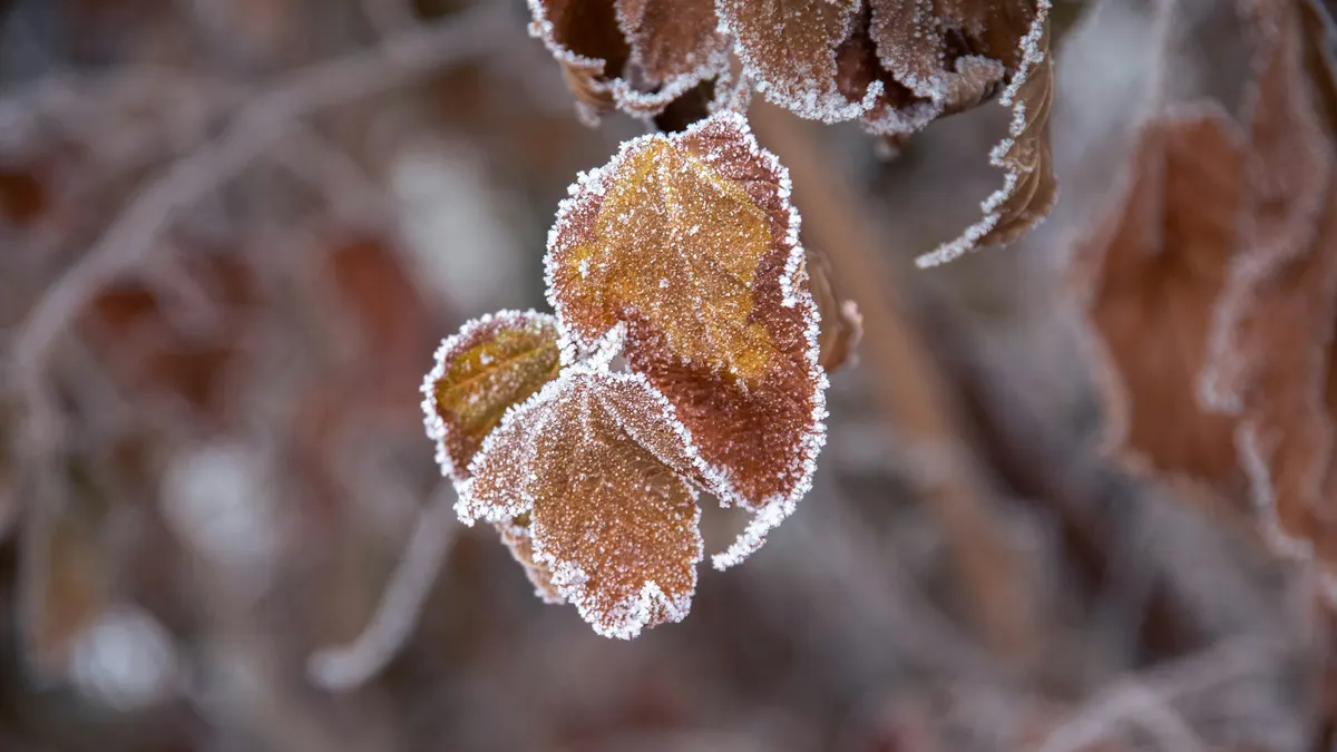 Frost-edged autumn leaves on a branch
