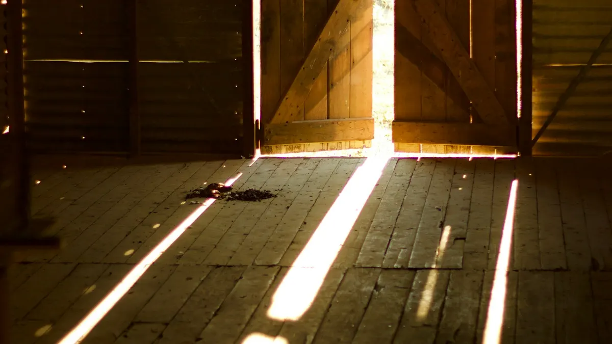 Sunlight streaming through open barn doors across a wooden floor